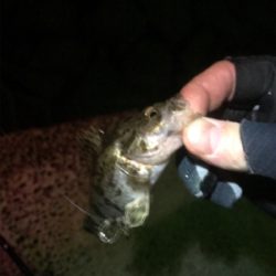 暇つぶしにライト五目