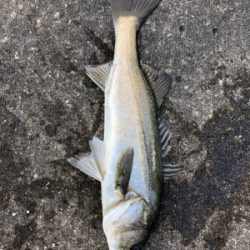 朝から上潮でエビ撒き