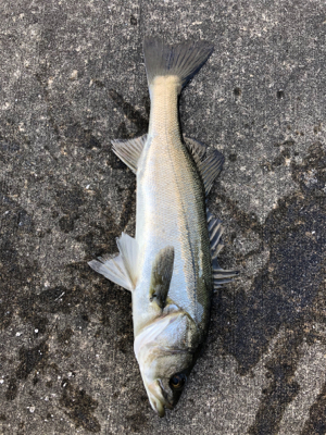 朝から上潮でエビ撒き