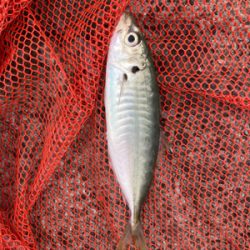 アジングロッドで７０センチシーバス！！