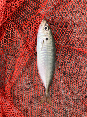 アジングロッドで７０センチシーバス！！