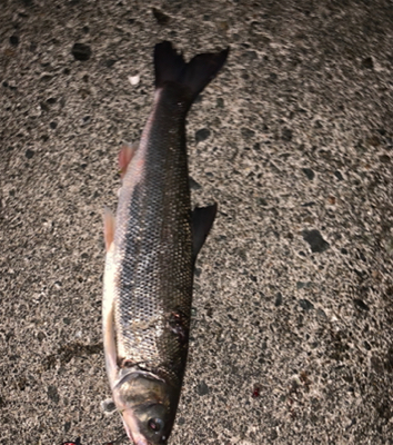 プランクトン・ホタルイカパターン