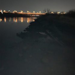 笹目橋　ハクレン