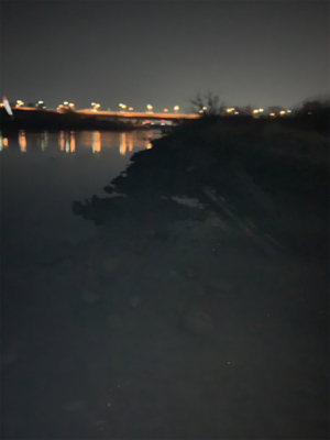 笹目橋　ハクレン