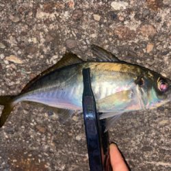 低活性メバリング☺︎