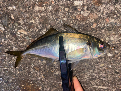 低活性メバリング☺︎