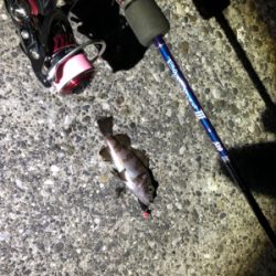 久しぶりに釣れたメバリング