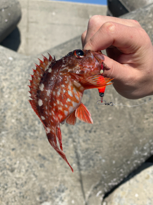 穴釣りで色々と。