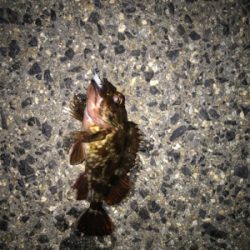 メバル、久しぶり！