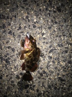 メバル、久しぶり！