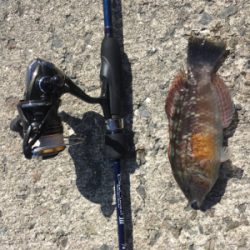 五目釣り達成❗️