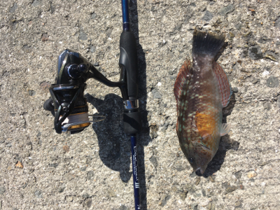 五目釣り達成❗️