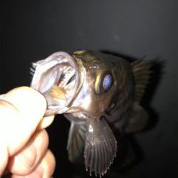 上昇傾向メバリング