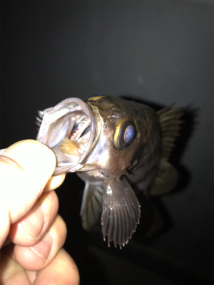 上昇傾向メバリング