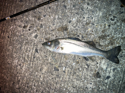 メバルプラッギング