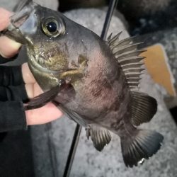 厳冬期でもメバル高活性