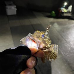 ガシラマンション探し