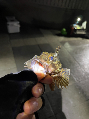 ガシラマンション探し