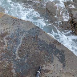 爆風サラシのヒラスズキ