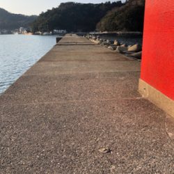 冬エギング、ヤリイカに挑戦