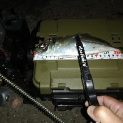 かんつり後のアジング