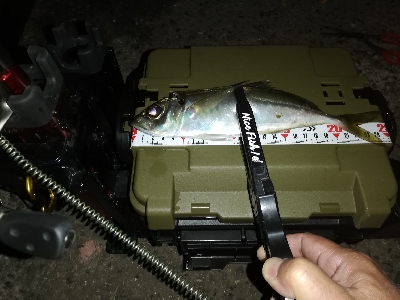 かんつり後のアジング