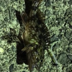 ナイトアジング