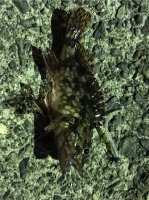 ナイトアジング