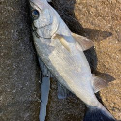 ヒラスズキとベラ!!