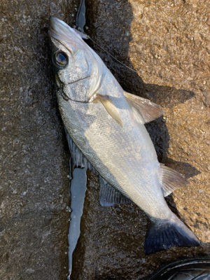 ヒラスズキとベラ!!