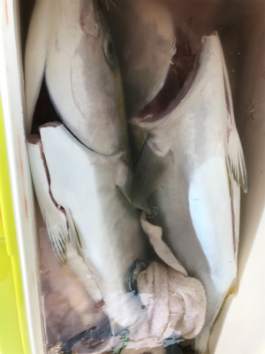 ジギングリベンジ