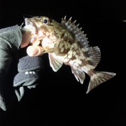 ベイトフィネスメバル