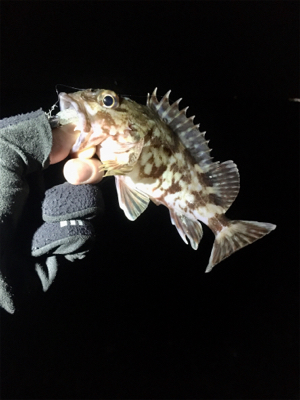 ベイトフィネスメバル