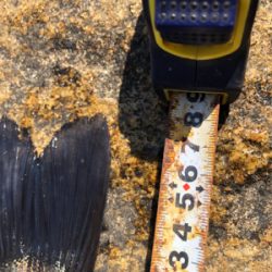 3連続ヴァウズ免れた〜