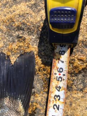 3連続ヴァウズ免れた〜