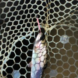 ジョイバレー!!