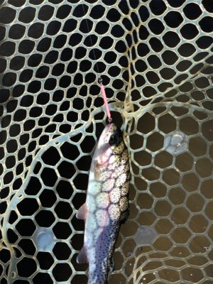 ジョイバレー!!