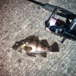 メバルプラッギング