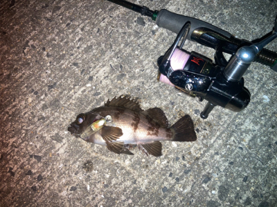 メバルプラッギング