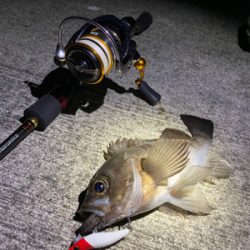 メバリング爆釣！！！