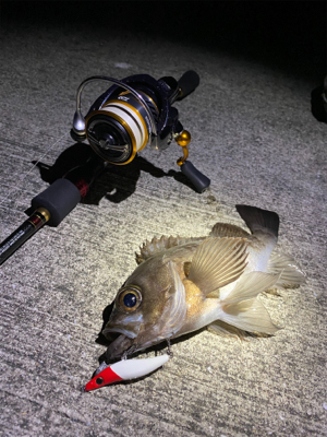 メバリング爆釣！！！