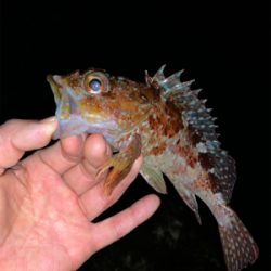 メ・・、ガシラ狙いだったよ！最初っから