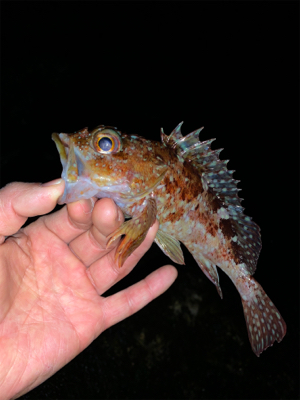 メ・・、ガシラ狙いだったよ！最初っから