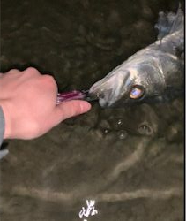 荒川上流域 シーバス