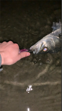 荒川上流域 シーバス