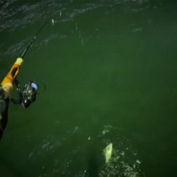 メバルはいっぱいいます。