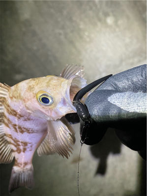 満月メバリング