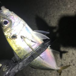 極寒爆風アジング