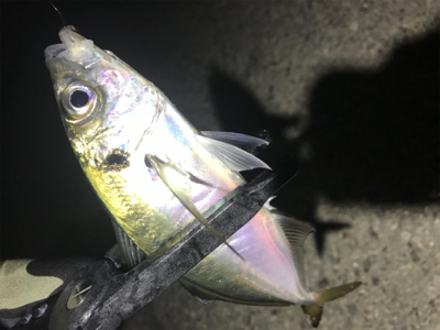 極寒爆風アジング