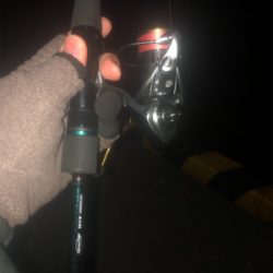 エギング 初ミミイカ